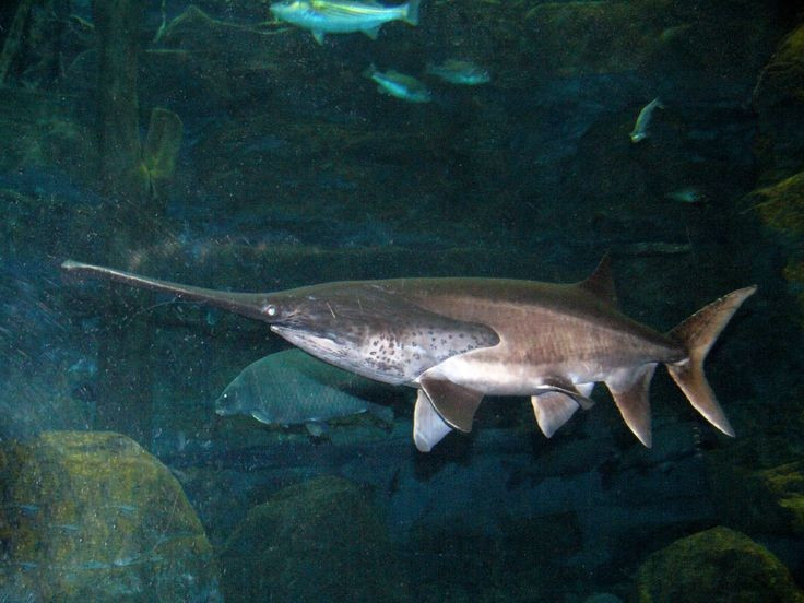  Cá tầm thìa Mỹ có thể đạt kích thước rất lớn. Con trưởng thành thường dài khoảng 1,2–1,5 mét, nhưng một số cá thể có thể dài hơn 2 mét và nặng trên 90 kg. Dù có kích thước lớn, chúng lại là loài hiền lành và không săn mồi lớn như nhiều loài cá nước ngọt khổng lồ khác. Ảnh: Pinterest.