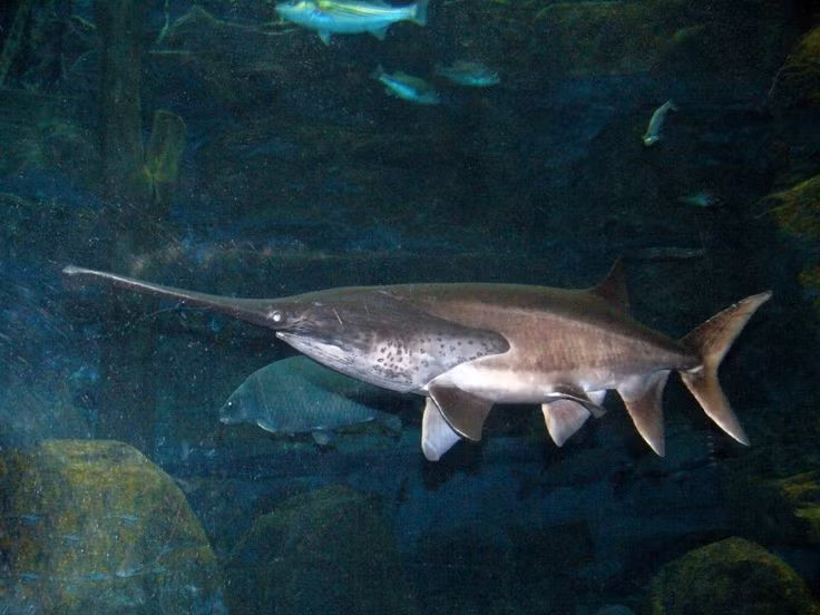  Cá tầm thìa Mỹ có thể đạt kích thước rất lớn. Con trưởng thành thường dài khoảng 1,2–1,5 mét, nhưng một số cá thể có thể dài hơn 2 mét và nặng trên 90 kg. Dù có kích thước lớn, chúng lại là loài hiền lành và không săn mồi lớn như nhiều loài cá nước ngọt khổng lồ khác. Ảnh: Pinterest.