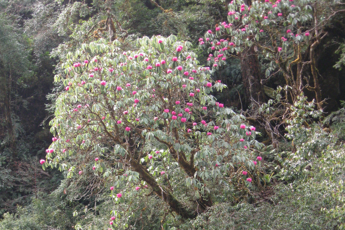  Sở hữu rừng nguyên sinh gần như chưa bị tác động. Nhiều khu vực trong Hkakabo Razi chưa từng bị con người khai thác, trở thành “bảo tàng sống” của hệ thực vật cổ đại. Ảnh: aseanbiodiversity.org.