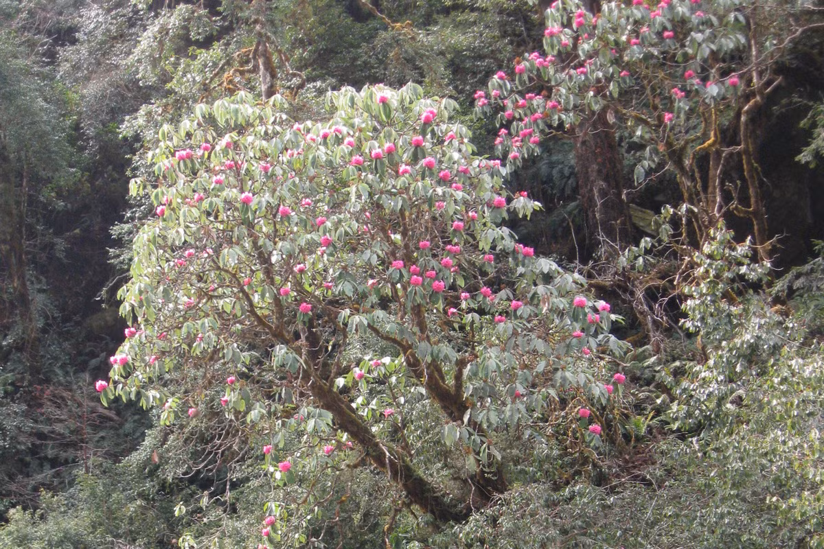  Sở hữu rừng nguyên sinh gần như chưa bị tác động. Nhiều khu vực trong Hkakabo Razi chưa từng bị con người khai thác, trở thành “bảo tàng sống” của hệ thực vật cổ đại. Ảnh: aseanbiodiversity.org.