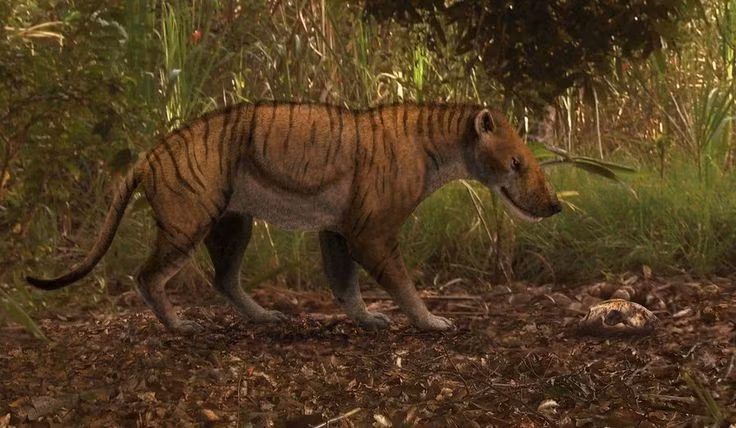  6. Có tốc độ săn mồi đáng kinh ngạc. Dù thân hình to lớn, một số loài Hyaenodon được cho là có khả năng chạy nhanh để rượt đuổi và phục kích con mồi trong môi trường đồng cỏ. Ảnh: Pinterest.