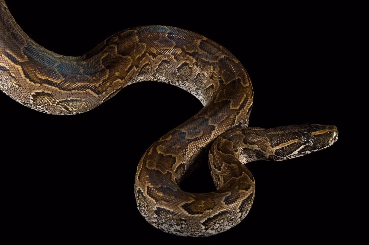  Hệ răng cong ngược giúp giữ chặt con mồi. Hàng trăm chiếc răng nhỏ, sắc và cong ngược trong miệng giúp chúng ngăn mồi thoát thân trước khi siết chặt bằng cơ bắp. Ảnh: joelsartore.com.