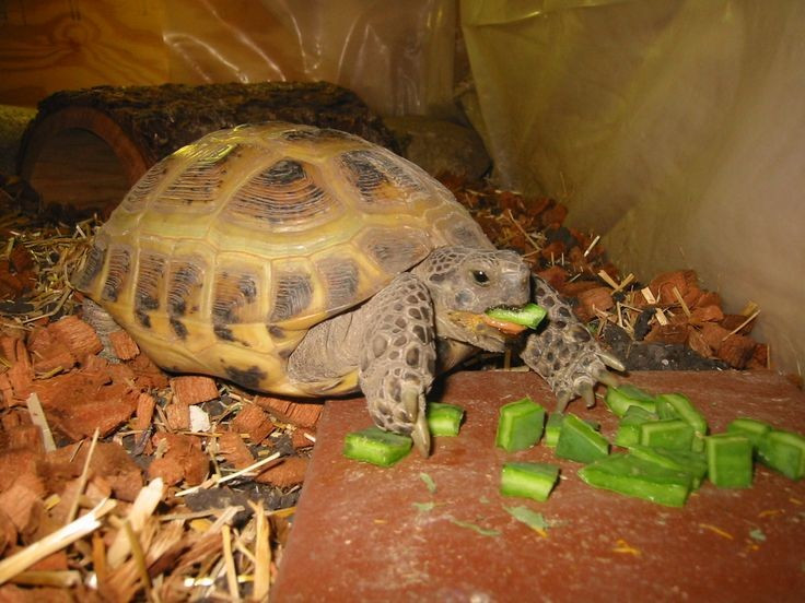  Tuổi thọ cao đáng ngạc nhiên. Rùa Nga có thể sống tới 50 năm hoặc hơn khi được chăm sóc tốt trong điều kiện nuôi. Ảnh: Pinterest.