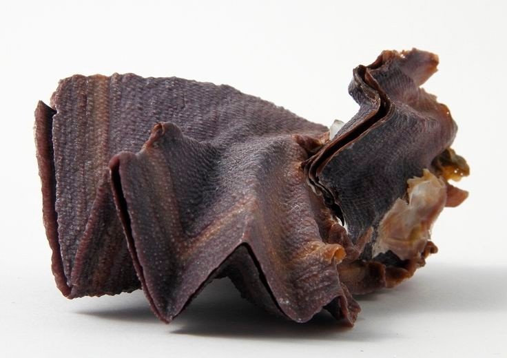  Hình dáng giống mào gà trống. Vỏ của hàu mào gà phát triển thành những nếp gấp cao, trông giống chiếc mào trên đầu gà trống, tạo nên vẻ ngoài độc đáo khó nhầm lẫn. Ảnh: Pinterest.