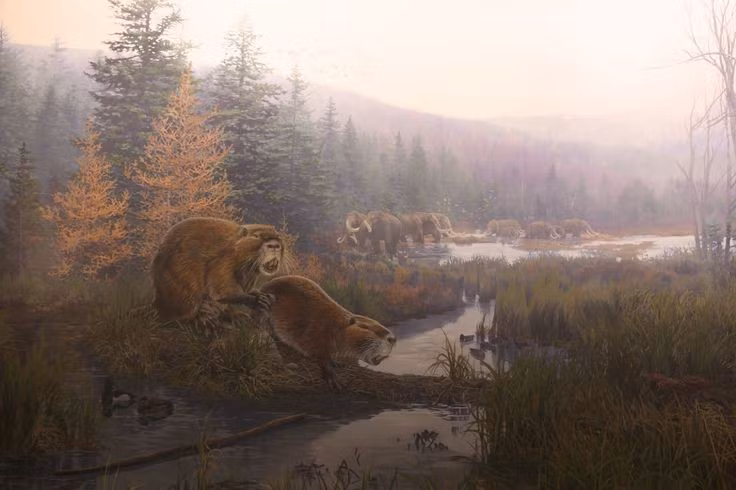  Khác với hải ly ngày nay, chúng không xây đập. Các nhà khoa học cho rằng Castoroides chủ yếu sống trong hang gần bờ thay vì tạo ra những công trình thủy lợi phức tạp. Ảnh: Pinterest.