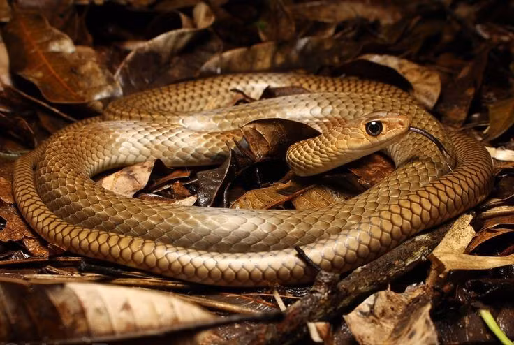  3. Là bậc thầy về tốc độ trong thế giới rắn. Chúng di chuyển rất nhanh cả trên mặt đất và khi leo cây, nhờ cơ thể dài và các vảy bụng phát triển giúp bám chắc bề mặt. Ảnh: Pinterest.