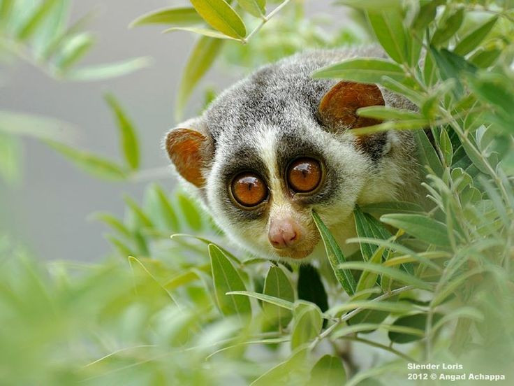  Tiếng kêu nhỏ nhưng có ý nghĩa xã hội. Dù khá lặng lẽ, cu li vẫn giao tiếp bằng những âm thanh nhỏ, mùi hương và cử chỉ cơ thể. Việc đánh dấu lãnh thổ bằng mùi giúp chúng tránh xung đột trong môi trường sống chật hẹp. Ảnh: Pinterest.