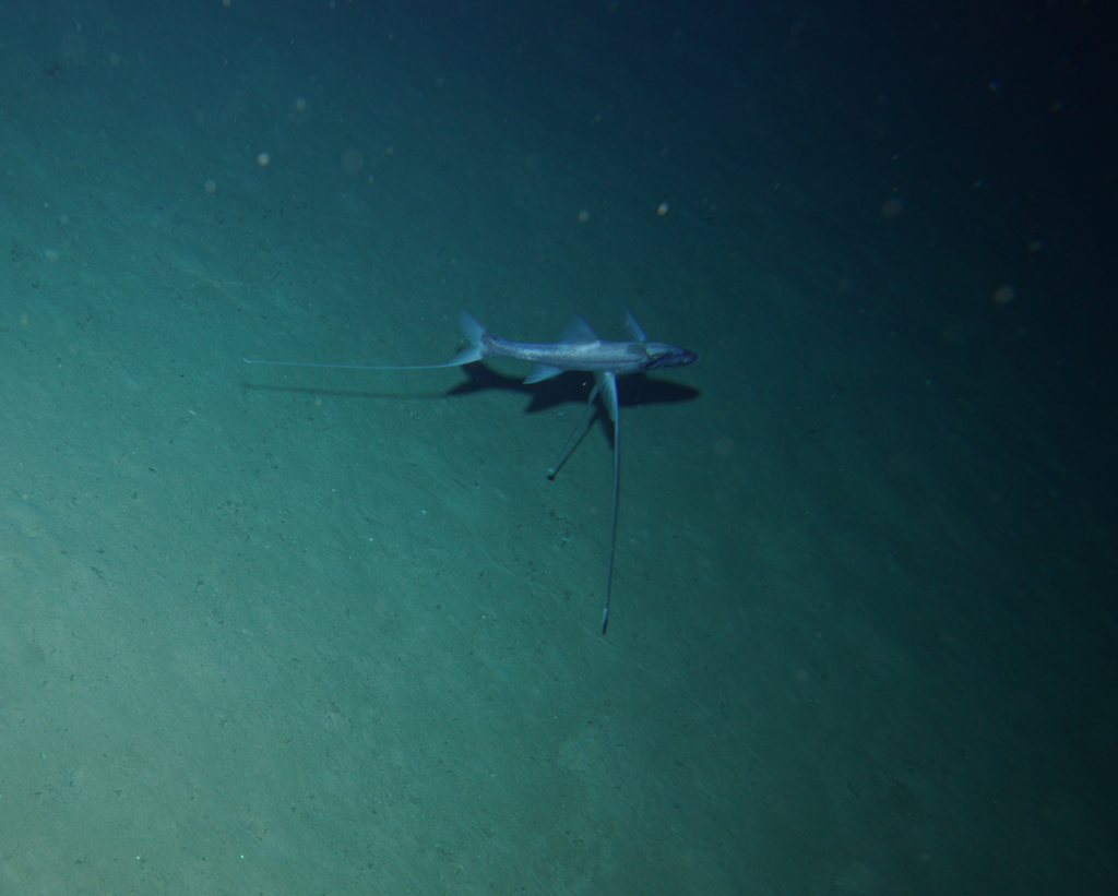  Biểu tượng của sự thích nghi tiến hóa. Sự tồn tại của cá vây que cho thấy khả năng tiến hóa đáng kinh ngạc của sinh vật biển sâu. Từ đôi “chân” độc đáo đến chiến lược săn mồi kiên nhẫn, chúng là minh chứng sống động cho việc sự sống có thể đáp ứng với những điều kiện khắc nghiệt nhất trên Trái Đất. Ảnh: inaturalist.org.