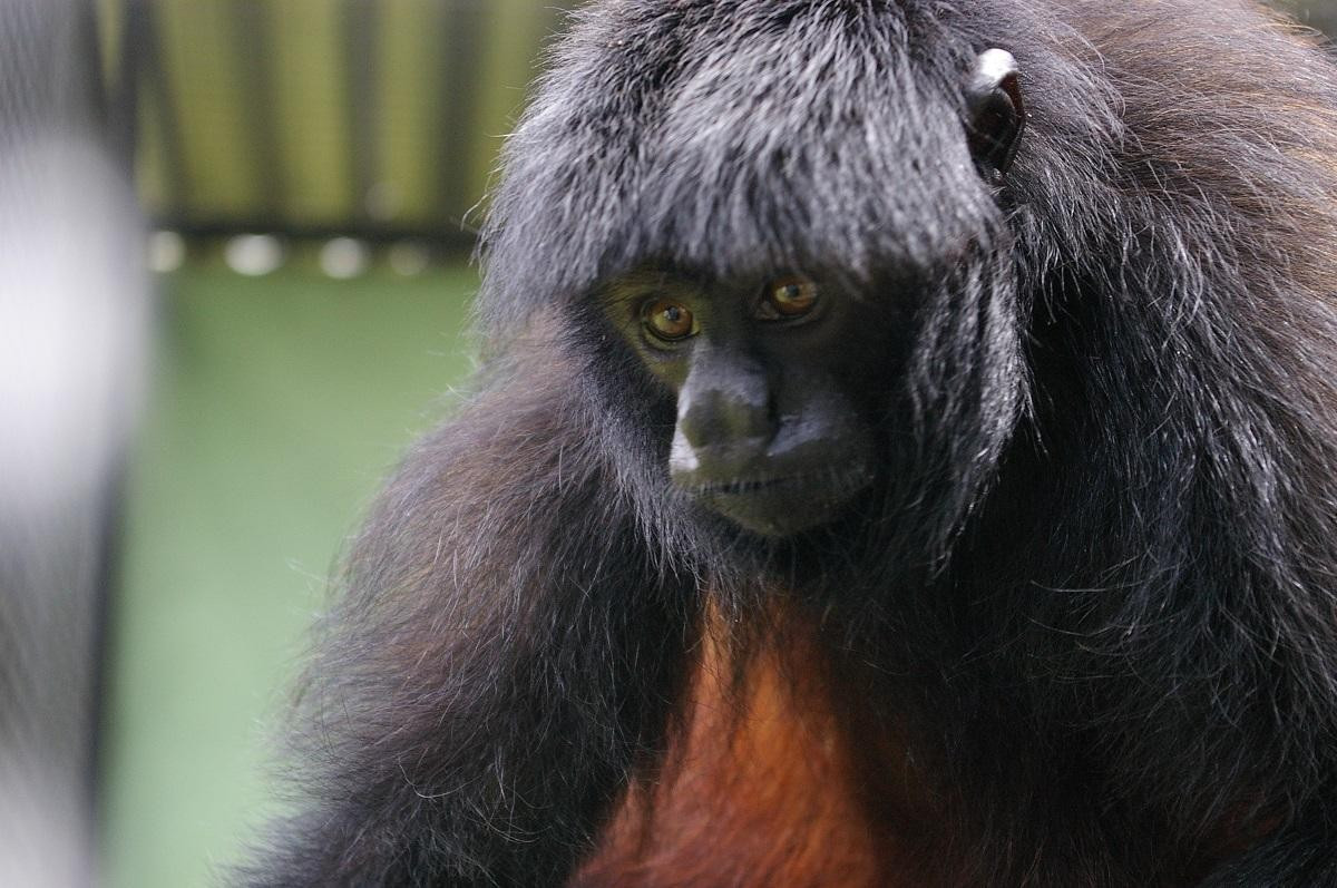  Khuôn mặt đen trụi lông rất đặc trưng. Khỉ uakari đầu đen có khuôn mặt không lông, da màu đen sẫm, tạo nên vẻ ngoài khác biệt rõ rệt so với nhiều loài khỉ Tân Thế giới khác. Ảnh: neprimateconservancy.org.