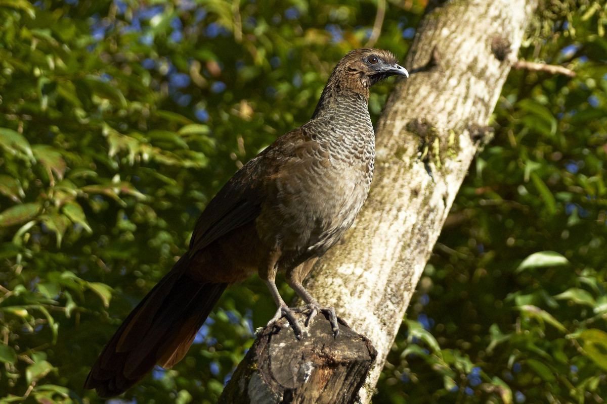  Tiếng kêu vang xa trong rừng rậm. Nhiều loài trong họ Cracidae có tiếng kêu rất lớn và đặc trưng, thường dùng để đánh dấu lãnh thổ hoặc liên lạc giữa các cá thể. Trong rừng rậm nơi tầm nhìn hạn chế, những âm thanh vang dội này giúp chúng nhận biết nhau từ khoảng cách xa. Ảnh: Pinterest.