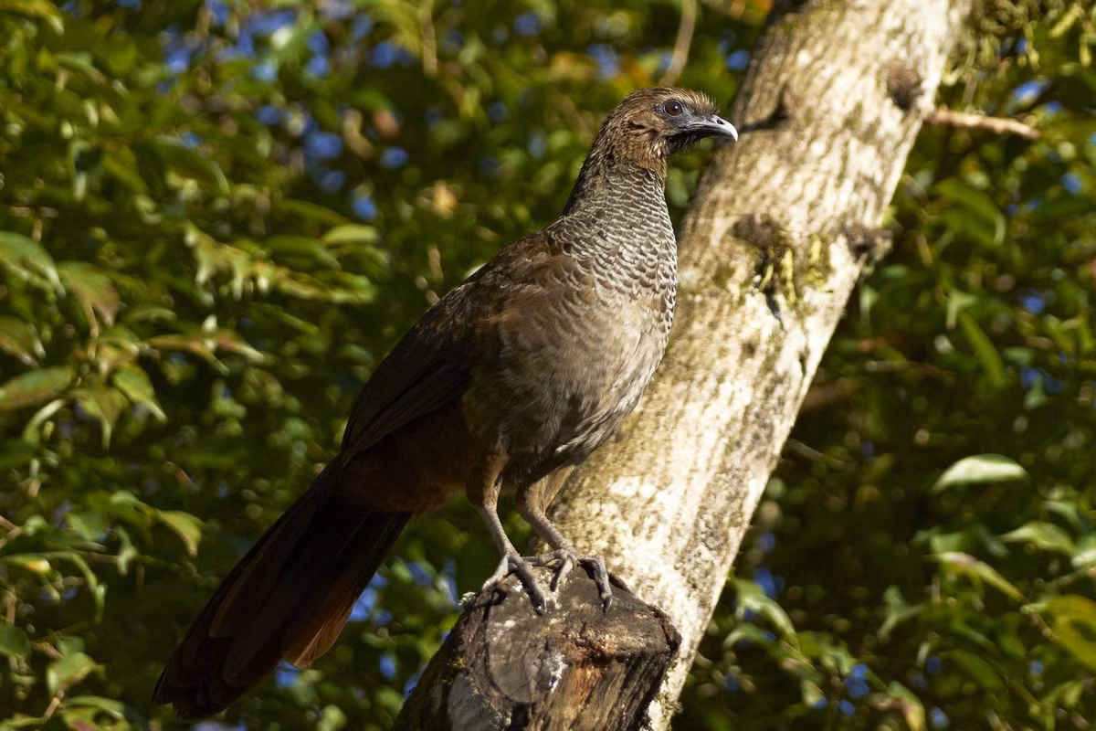  Tiếng kêu vang xa trong rừng rậm. Nhiều loài trong họ Cracidae có tiếng kêu rất lớn và đặc trưng, thường dùng để đánh dấu lãnh thổ hoặc liên lạc giữa các cá thể. Trong rừng rậm nơi tầm nhìn hạn chế, những âm thanh vang dội này giúp chúng nhận biết nhau từ khoảng cách xa. Ảnh: Pinterest.