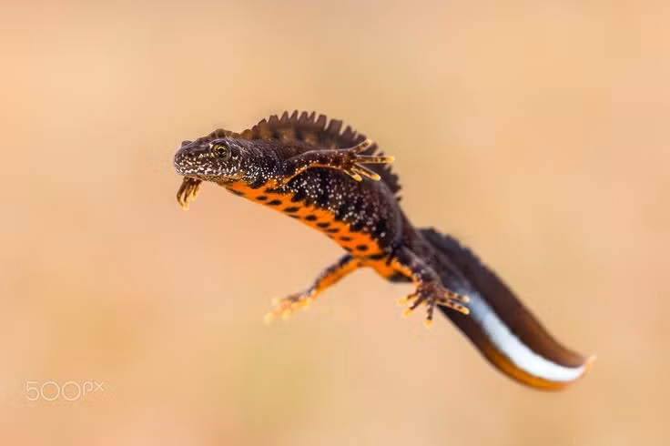  Màu sắc của sa giông mào rất ấn tượng. Bụng chúng thường có màu cam tươi với các đốm đen đặc trưng, khác biệt giữa từng cá thể. Ảnh: Pinterest.