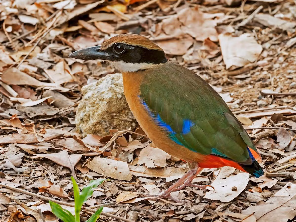  Phần lớn thời gian sống dưới mặt đất. Không giống nhiều loài chim rừng khác, chim đuôi cụt dành phần lớn thời gian đi lại trên mặt đất để tìm kiếm thức ăn. Chúng thường lật lá mục, đào nhẹ lớp đất ẩm để tìm côn trùng, giun và các động vật nhỏ. Ảnh: media.snl.no.