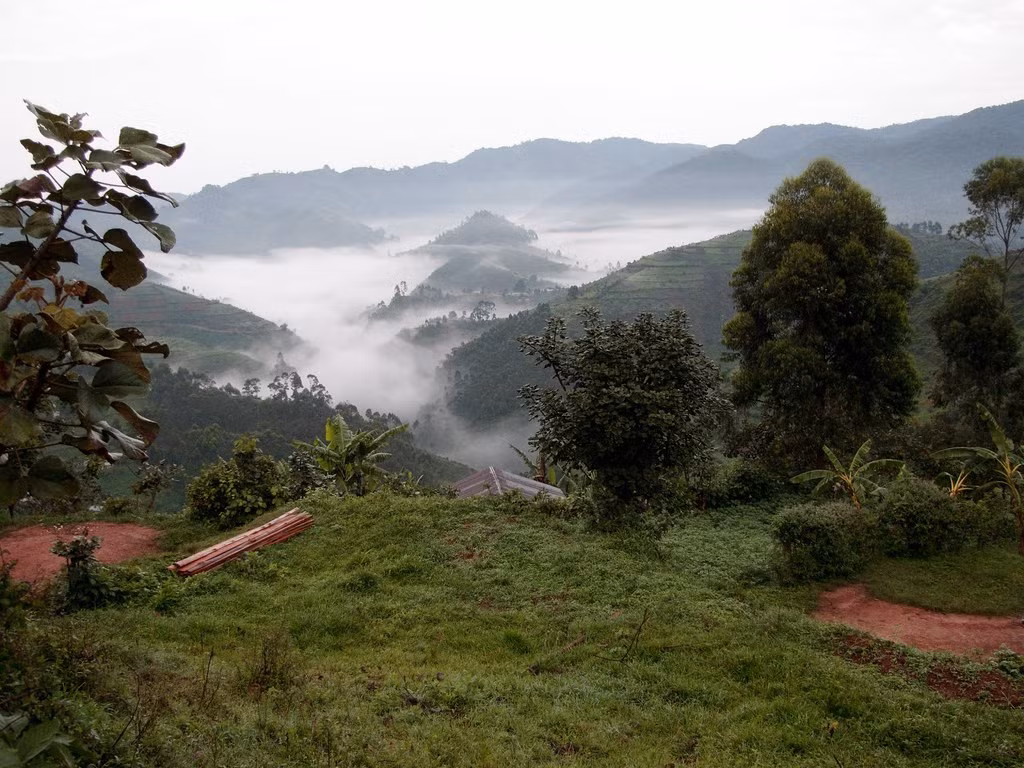  Là điểm du lịch sinh thái nổi tiếng. Du khách đến Bwindi thường tham gia các chuyến trekking để quan sát khỉ đột trong môi trường tự nhiên. Hoạt động này được kiểm soát nghiêm ngặt nhằm đảm bảo an toàn cho cả con người và động vật. Ảnh: Flickr.