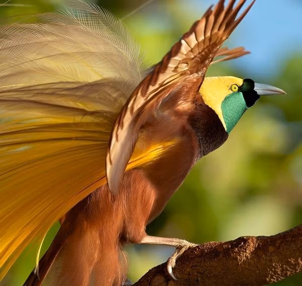  Cái tên “apoda” bắt nguồn từ một hiểu lầm lịch sử. Từ “apoda” của cái tên Paradisaea apoda trong tiếng Hy Lạp nghĩa là “không chân”, phản ánh sự ngộ nhận do thợ săn địa phương thường cắt bỏ chân khi buôn bán da chim. Ảnh: Pinterest.