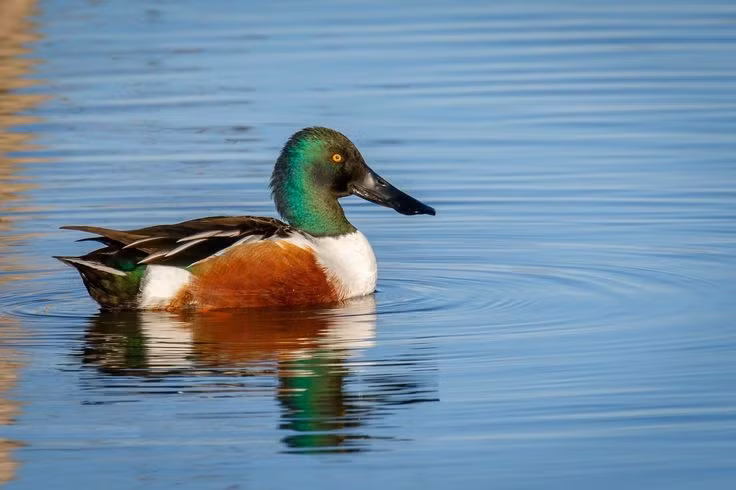  1. Chiếc mỏ như cái thìa là công cụ lọc thức ăn siêu hiệu quả. Mỏ của vịt mỏ thìa có các tấm sừng mảnh ở rìa, giúp chúng lọc phù du, côn trùng nhỏ và hạt thực vật từ lớp nước nông một cách chính xác. Ảnh: Pinterest.