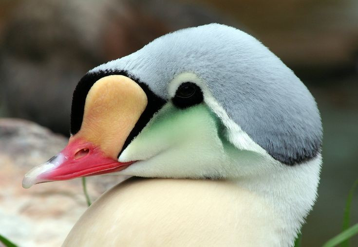  Con trống có khuôn mặt nhiều màu như mặt nạ. Chúng có mảng má xanh ngọc, mỏ hồng và mào vàng cam rất nổi bật. Ảnh: Pinterest.