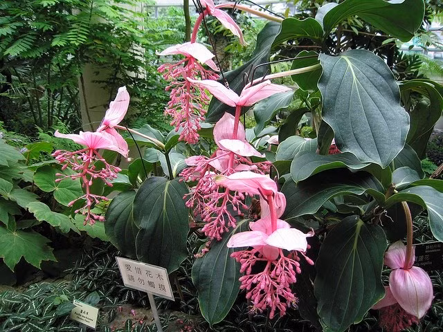  2. Có nguồn gốc từ Philippines. Loài cây này có tên khoa học là Medinilla magnifica, thuộc họ Mua (Melastomataceae), có nguồn gốc từ Philippines và thường mọc ở vùng rừng nhiệt đới. Ảnh: Pinterest.