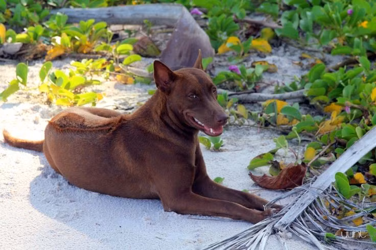  2. Bộ lông xoáy đặc trưng. Điểm nổi bật nhất của giống chó này là dải lông xoáy chạy dọc sống lưng, tạo nên vẻ khác biệt so với các giống chó khác. Ảnh: Pinterest.