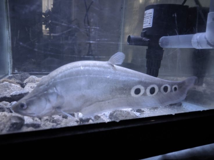  Giá trị ẩm thực và kinh tế cao. Thịt cá thát lát còm dai, thơm, thường được chế biến thành chả cá, món chiên hoặc hấp, trở thành đặc sản quen thuộc ở nhiều vùng. Ảnh: Pinterest.