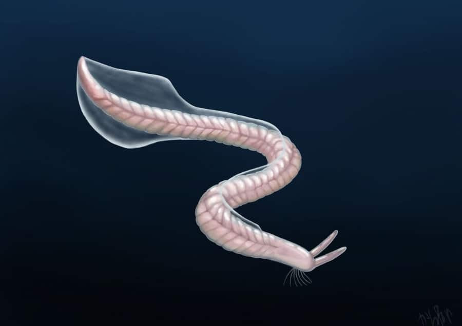  Phát hiện tại Canada. Hóa thạch sinh vật này được tìm thấy ở Burgess Shale, Canada. Ảnh: newdinosaurs.com.