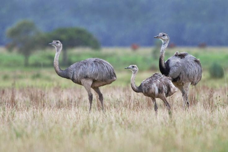  Loài chim lớn nhất châu Mỹ. Đà điểu Nam Mỹ lớn là loài chim lớn nhất ở châu Mỹ, với trọng lượng có thể lên đến 40 kg khi trưởng thành. Ảnh: Pinterest.