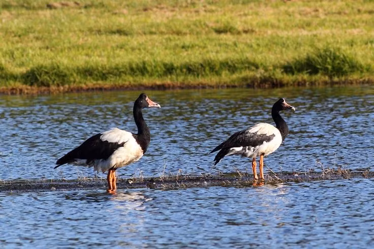 Phân bố chủ yếu ở miền bắc Australia. Ngỗng bồ các sinh sống nhiều tại các vùng đầm lầy, hồ nước nông và đồng cỏ ngập nước ở miền Bắc của Australia. Ngoài ra, chúng cũng xuất hiện ở một số khu vực của New Guinea, nơi có môi trường đất ngập nước tương tự. Ảnh: Pinterest.