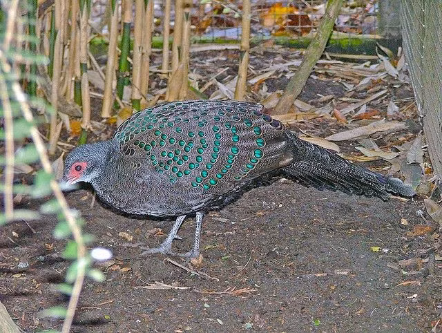  4. Màu đỏ đặc trưng quanh mặt. Điểm nhận dạng nổi bật là vùng da không lông quanh mắt và mặt của loài này có màu đỏ tươi, tạo nên tên gọi “mặt đỏ”. Ảnh: Pinterest.