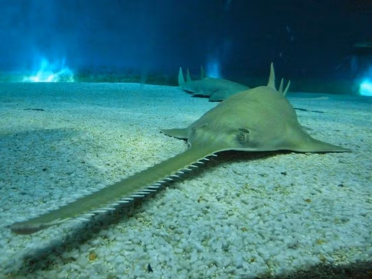  Số lượng loài rất ít so với nhiều nhóm cá mập khác. Hiện nay chỉ ghi nhận khoảng 10 loài cá nhám cưa, phân bố chủ yếu ở Ấn Độ Dương và Thái Bình Dương. Ảnh: Pinterest.