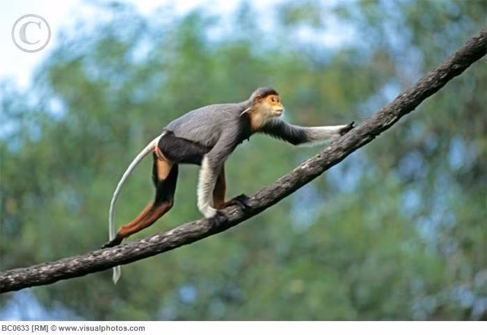  6. Chỉ sống ở một số khu vực hẹp ở Việt Nam, Lào và Campuchia. Loài này có phân bố hẹp và rất đặc thù, chủ yếu cư trú ở các khu rừng nhiệt đới rậm rạp trên núi. Ảnh: Pinterest.