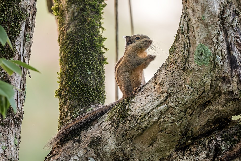  8. Loài này đang chịu áp lực từ mất rừng và biến đổi môi trường sống. Việc rừng bị khai thác và thu hẹp dần đe dọa nghiêm trọng đến sinh cảnh tự nhiên của chúng. Ảnh: David Havel.