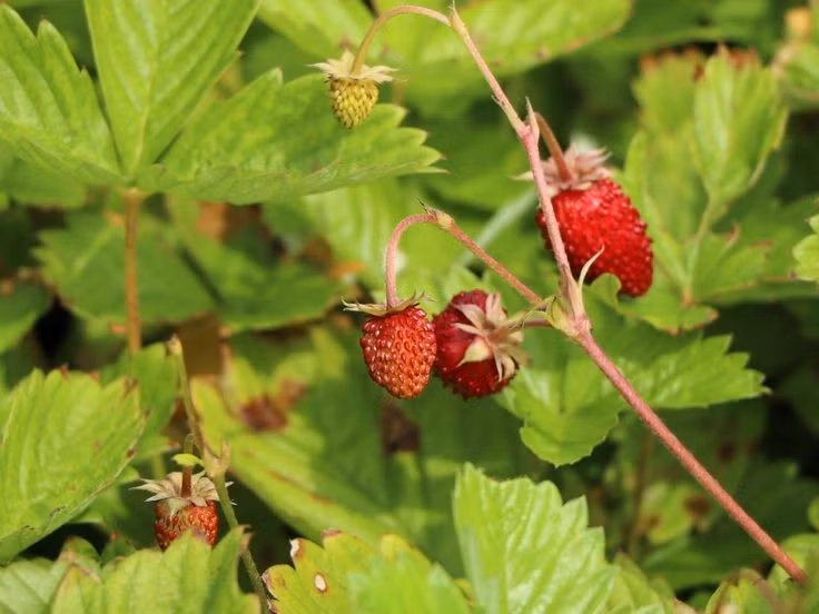  Có thể lan rộng bằng thân bò. Cây dâu tây rừng sinh sản rất hiệu quả nhờ các thân bò dài gọi là stolon. Từ các thân bò này, cây con mới có thể mọc lên và nhanh chóng tạo thành một thảm dâu tây tự nhiên dưới tán rừng hoặc trên những sườn đồi thoáng mát. Ảnh: Pinterest.