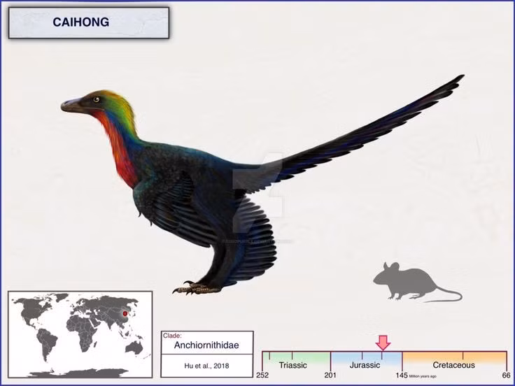  Kích thước nhỏ và thân hình thon gọn. Caihong chỉ dài khoảng 40–50 cm, nặng chưa đến 1 kg, với thân hình nhẹ, linh hoạt, rất khác hình dung quen thuộc về những loài khủng long khổng lồ. Ảnh: Pinterest.