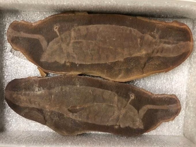  1. Được phát hiện tại bang Illinois, Mỹ. Tullimonstrum được tìm thấy trong các lớp đá sét của Mazon Creek, một khu vực hóa thạch nổi tiếng với những sinh vật biển cổ đại từ kỷ Carbon. Ảnh: Pinterest.