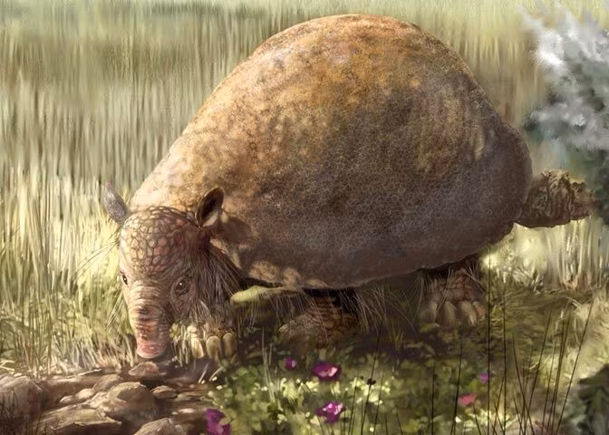  5. Glyptodon có thể nặng tới 2 tấn. Khối lượng to lớn này khiến nó trở thành một trong những động vật có vú nặng nhất từng sống trên cạn trong thế Pleistocene. Ảnh: Pinterest.
