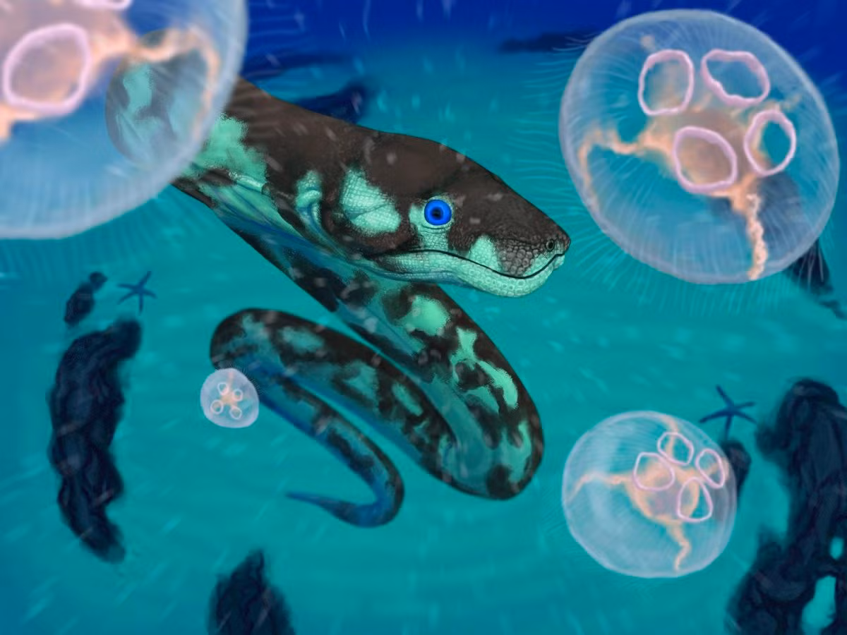 :large Có thể săn cá và bò sát biển nhỏ. Hàm răng sắc bén và cơ thể linh hoạt khiến Palaeophis trở thành kẻ săn mồi đáng sợ. Ảnh: twimg.com.