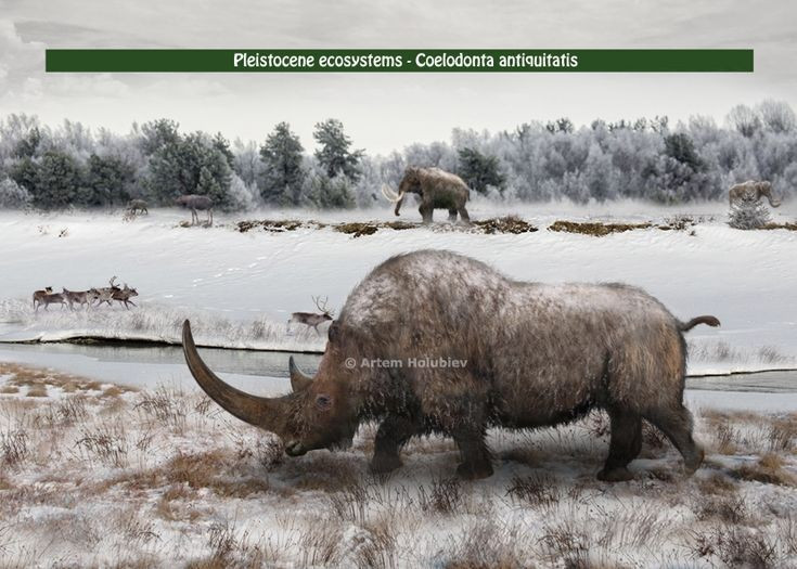  Chuyên ăn cỏ vùng lạnh. Răng hàm phẳng và lớn cho thấy Coelodonta thích nghi với chế độ ăn cỏ khô, thô ráp của thảo nguyên băng hà. Ảnh: Pinterest.