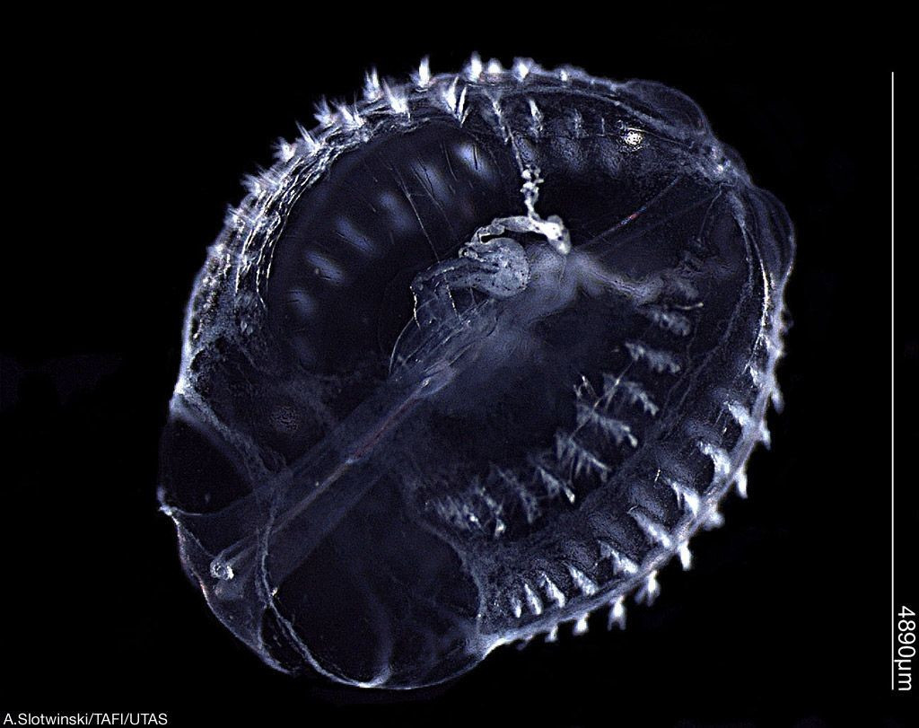  Nhiều loài có khả năng phát quang sinh học. Ngoài hiệu ứng cầu vồng từ lông bơi, nhiều loài sứa lược còn có khả năng phát quang sinh học (bioluminescence). Khi bị kích thích hoặc gặp nguy hiểm, cơ thể chúng có thể phát ra ánh sáng xanh lục hoặc xanh lam, tạo nên cảnh tượng huyền ảo trong đại dương sâu. Ảnh: Pinterest.