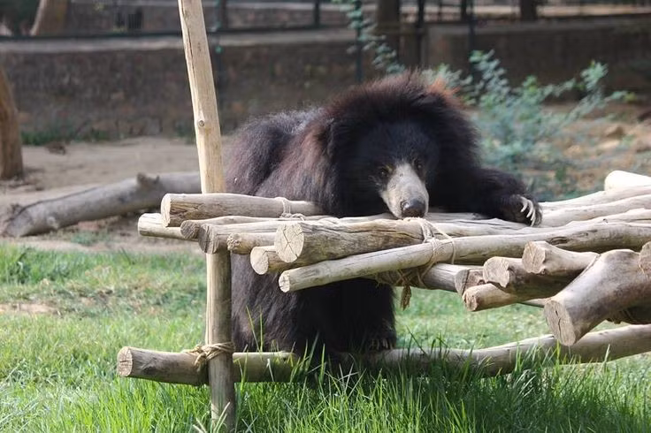  5. Có khả năng trèo cây tốt. Mặc dù thân hình to lớn, gấu lợn vẫn leo cây giỏi để tìm mật ong hoặc trốn tránh kẻ thù. Ảnh: Pinterest.