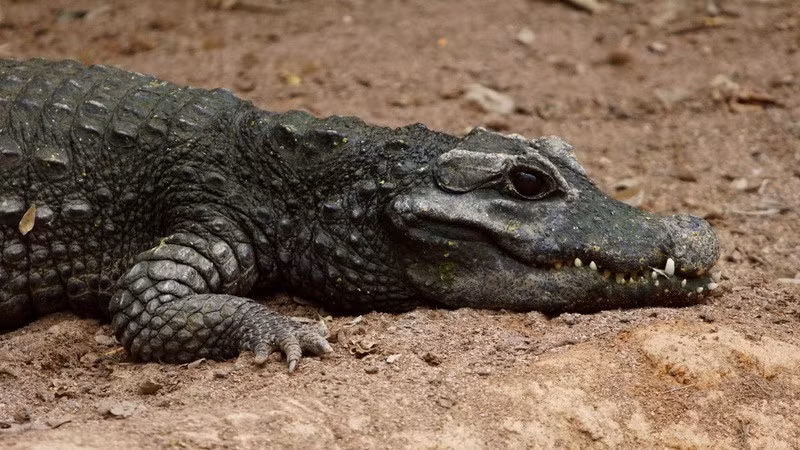  Dành nhiều thời gian trên cạn. Chúng có thể leo những đoạn dốc nhỏ để tìm nơi trú ẩn an toàn trong rừng rậm. Ảnh: biolib.cz.