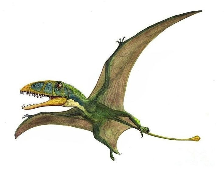Là loài pterosaur đầu tiên được phát hiện. Nhà cổ sinh vật học Mary Anning phát hiện hóa thạch của Dimorphodon vào đầu thế kỷ 19. Ảnh: Pinterest.