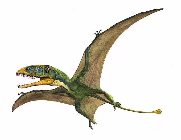 Là loài pterosaur đầu tiên được phát hiện. Nhà cổ sinh vật học Mary Anning phát hiện hóa thạch của Dimorphodon vào đầu thế kỷ 19. Ảnh: Pinterest.