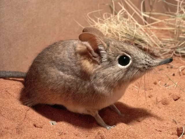  Là họ hàng của voi chứ không phải chuột. Dù tên gọi gây hiểu lầm, chuột chù voi thực ra họ hàng gần với voi và bò biển hơn là các loài chuột. Ảnh: Pinterest.