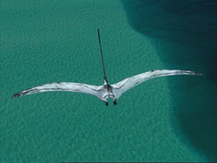  Sải cánh khoảng 2 mét. Dù không lớn như một số loài thằn lằn bay khổng lồ, chúng vẫn là loài bay hiệu quả. Ảnh: Pinterest.