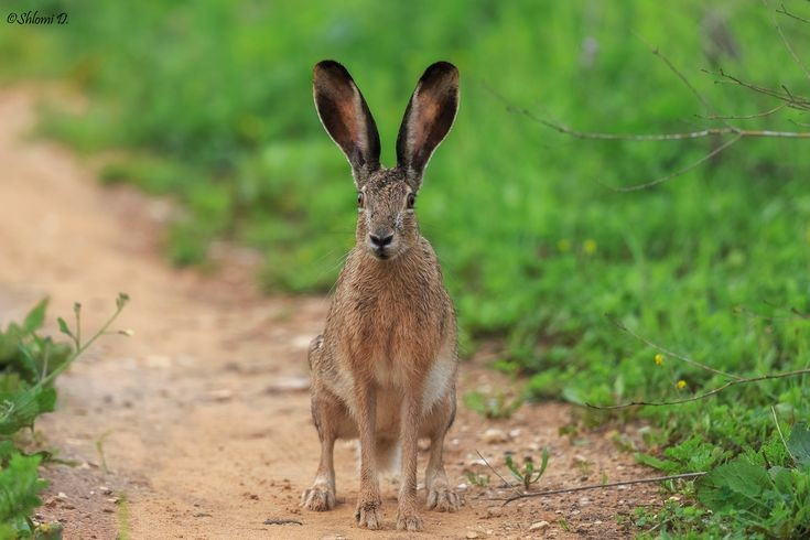  Hoạt động chủ yếu vào ban đêm. Loài này có tập tính sống về đêm để tránh nhiệt độ cao và giảm nguy cơ bị thú săn mồi phát hiện vào ban ngày. Ảnh: Pinterest.