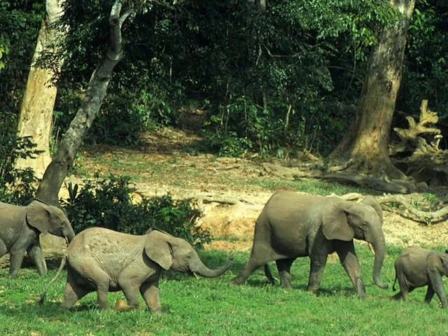  Lối sống ẩn dật giữa rừng mưa. Khác với voi đồng cỏ sống theo đàn lớn, voi rừng thường đi theo nhóm nhỏ, âm thầm di chuyển dưới tán cây rậm rạp. Ảnh: Pinterest.