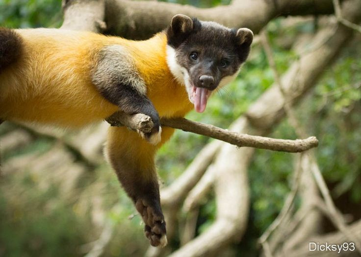  2. Là loài chồn leo trèo giỏi nhất. Chúng có khả năng leo cây rất linh hoạt, thậm chí còn có thể nhảy từ cành này sang cành khác để săn mồi hoặc trốn kẻ thù. Ảnh: Pinterest.