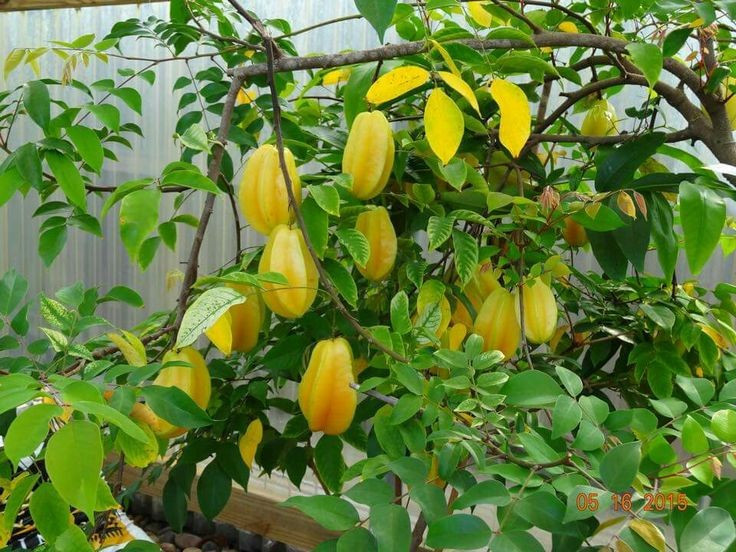 View - Sự thật bất ngờ về cây khế trong văn hóa truyền thống Việt | Báo Tri thức và Cuộc sống - TIN TỨC PHỔ BIẾN KIẾN THỨC 24H