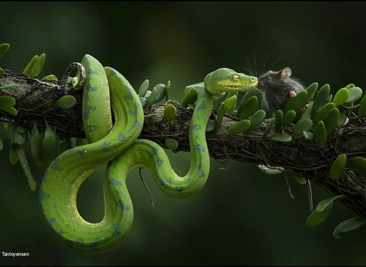  Bậc thầy ngụy trang trên cây. Màu xanh lục tươi giúp trăn cây xanh hòa lẫn hoàn hảo với tán lá rừng mưa New Guinea và bắc Australia, khiến con mồi và kẻ thù khó phát hiện. Ảnh: Pinterest.