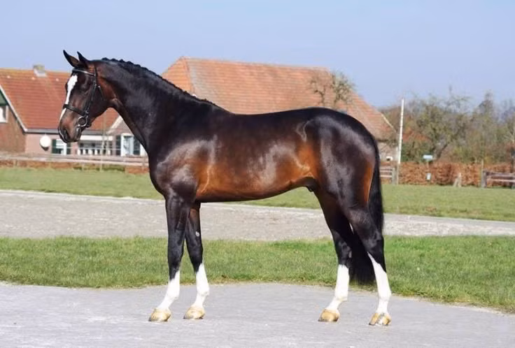 So sánh với các loài móng guốc khác. Nhiều loài móng guốc như hươu, bò hay linh dương cũng có cơ chế tương tự, nhưng hệ thống khóa khớp của ngựa được đánh giá là hoàn thiện và hiệu quả bậc nhất. Ảnh: Pinterest.